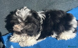 Mixed Breed dogs for sale: Biewer Terrier 2 boys , parents DNA tested. - Image 4
