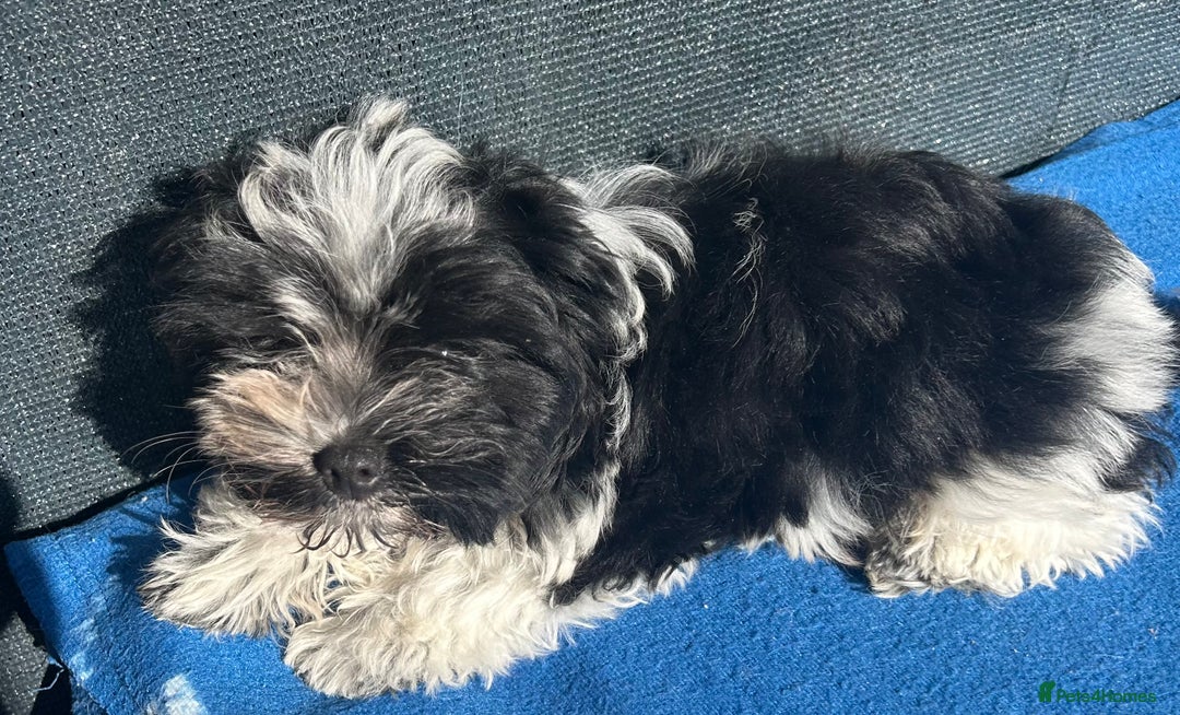 Mixed Breed dogs for sale: Biewer Terrier 2 boys , parents DNA tested. - Image 4