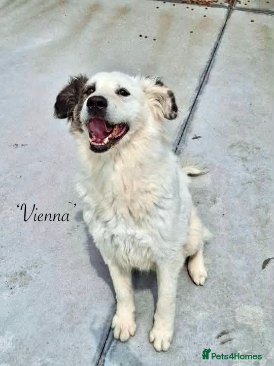 Mixed Breed dogs Vienna, 10 yrs approx. Available for adoption. - Advert 1