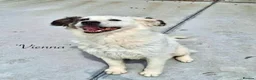 Mixed Breed dogs for adoption: Vienna, 10 yrs approx. Available for adoption. in Brixham - Advert 1