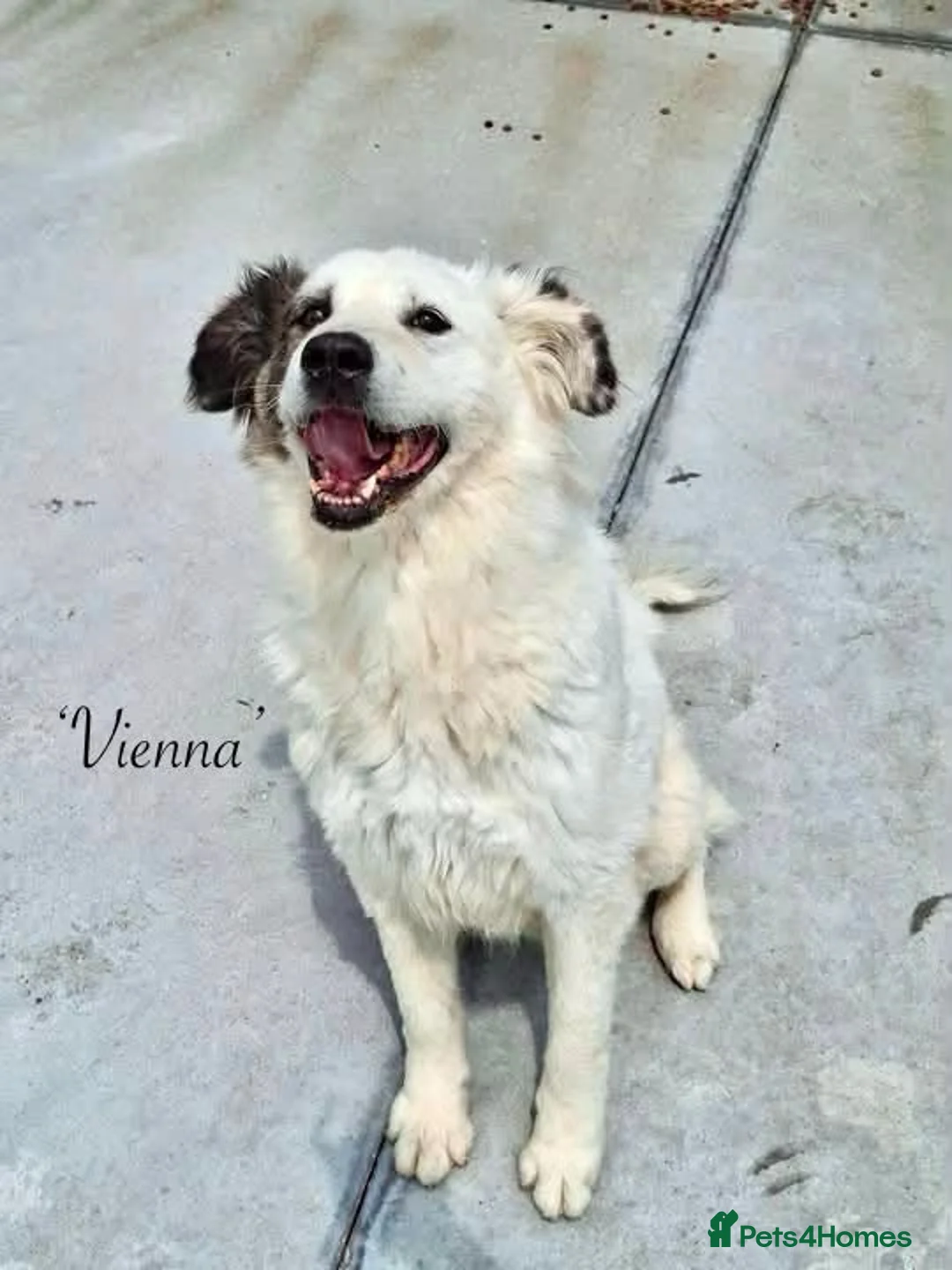 Mixed Breed dogs for adoption: Vienna, 10 yrs approx. Available for adoption. in Brixham - Advert 1