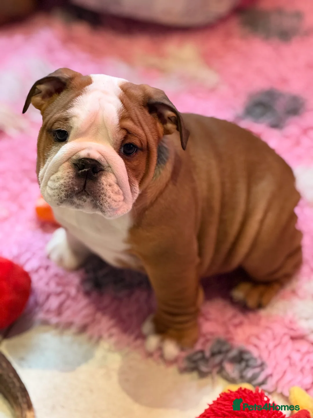English Bulldog dogs for stud: Gold 🥇Health Tested KC registered Boy in Newport - Advert 13