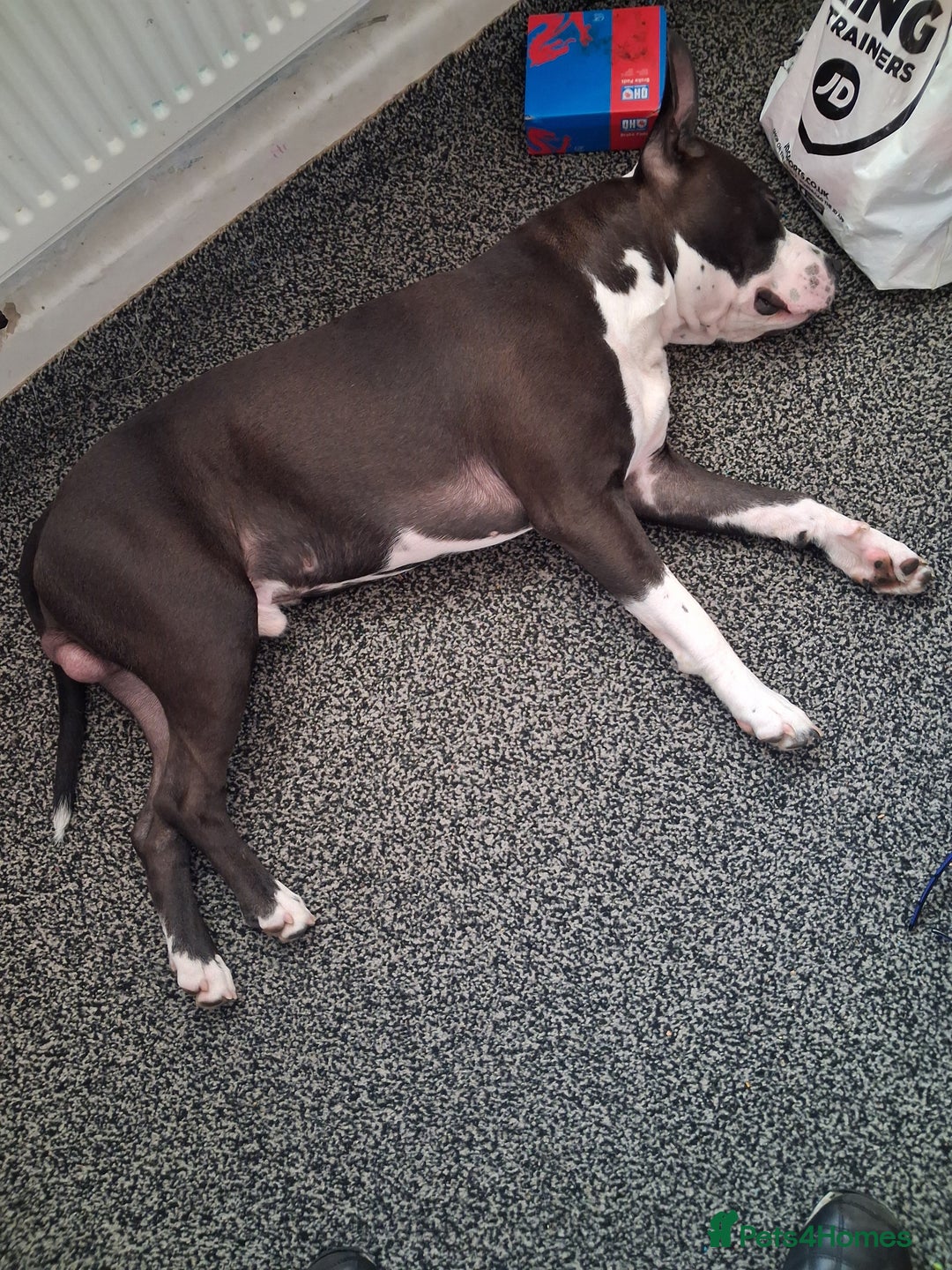 American Bull Staffy dogs for sale: Dodge  - Image 2