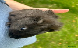 Guinea Pig rodents for sale: 6 baby boy guinea pigs available - Image 6
