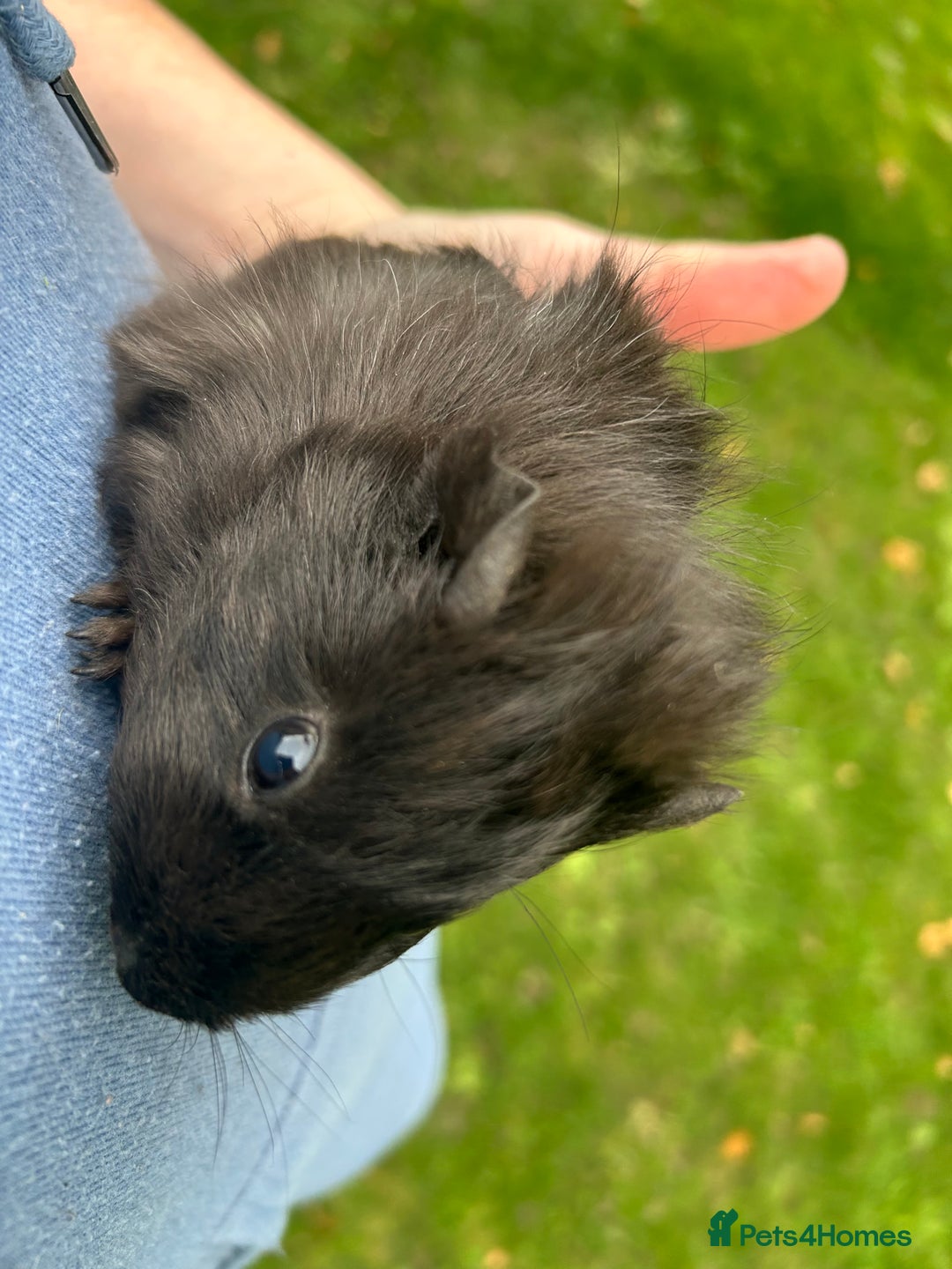 Guinea Pig rodents for sale: 6 baby boy guinea pigs available - Image 6