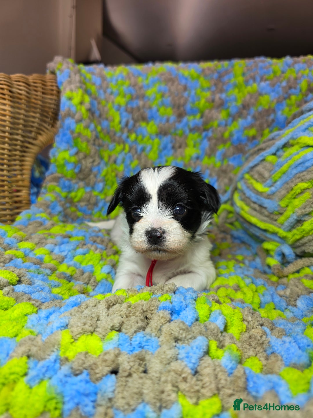 Biewer Terrier dogs for sale: Pure breed Biewer Terrier puppies 4 Generation  - Image 19