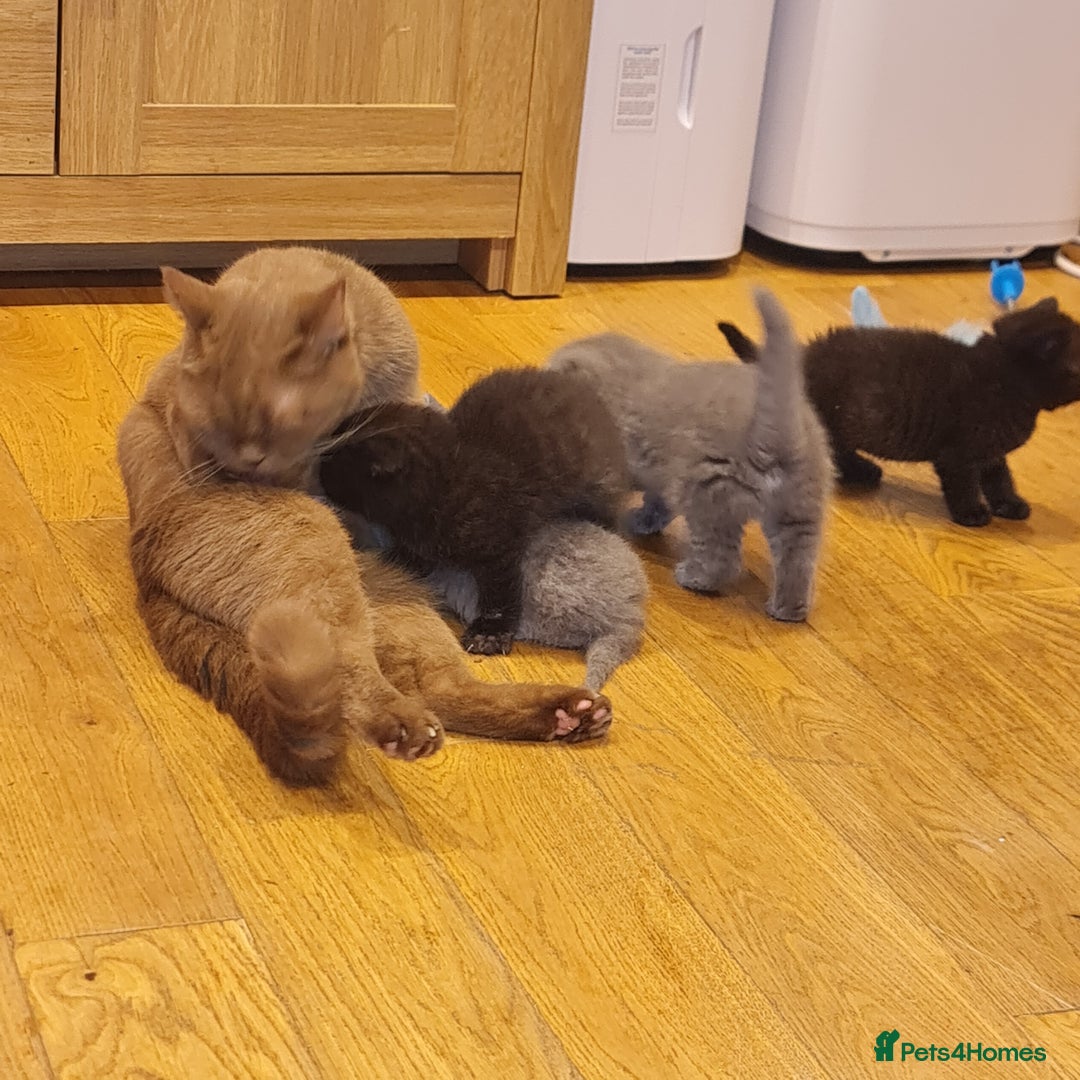 Scottish Fold cats for sale: Scottish Folds  4 Male 1 Female - Image 9