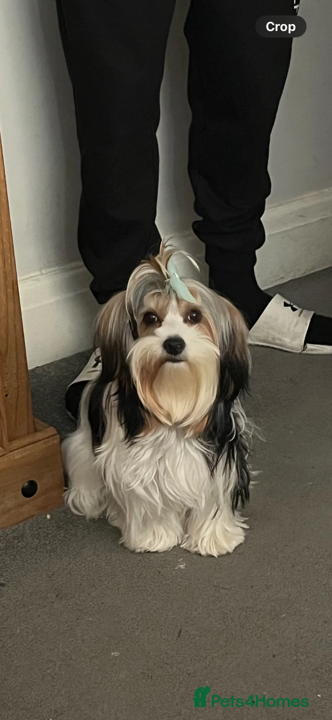 Biewer Terrier dogs for sale: 4 beautiful Yorkshire Biewer terrier puppies in Blackpool - Advert 2