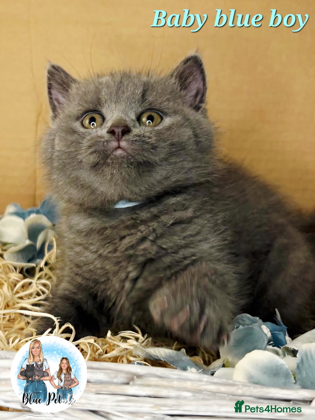 British Shorthair cats for sale: 4 beautiful British short hairs available  - Advert 5
