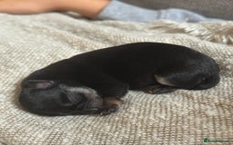 Chihuahua dogs for sale: Beautiful chihuahua Pups for sale  - Image 4