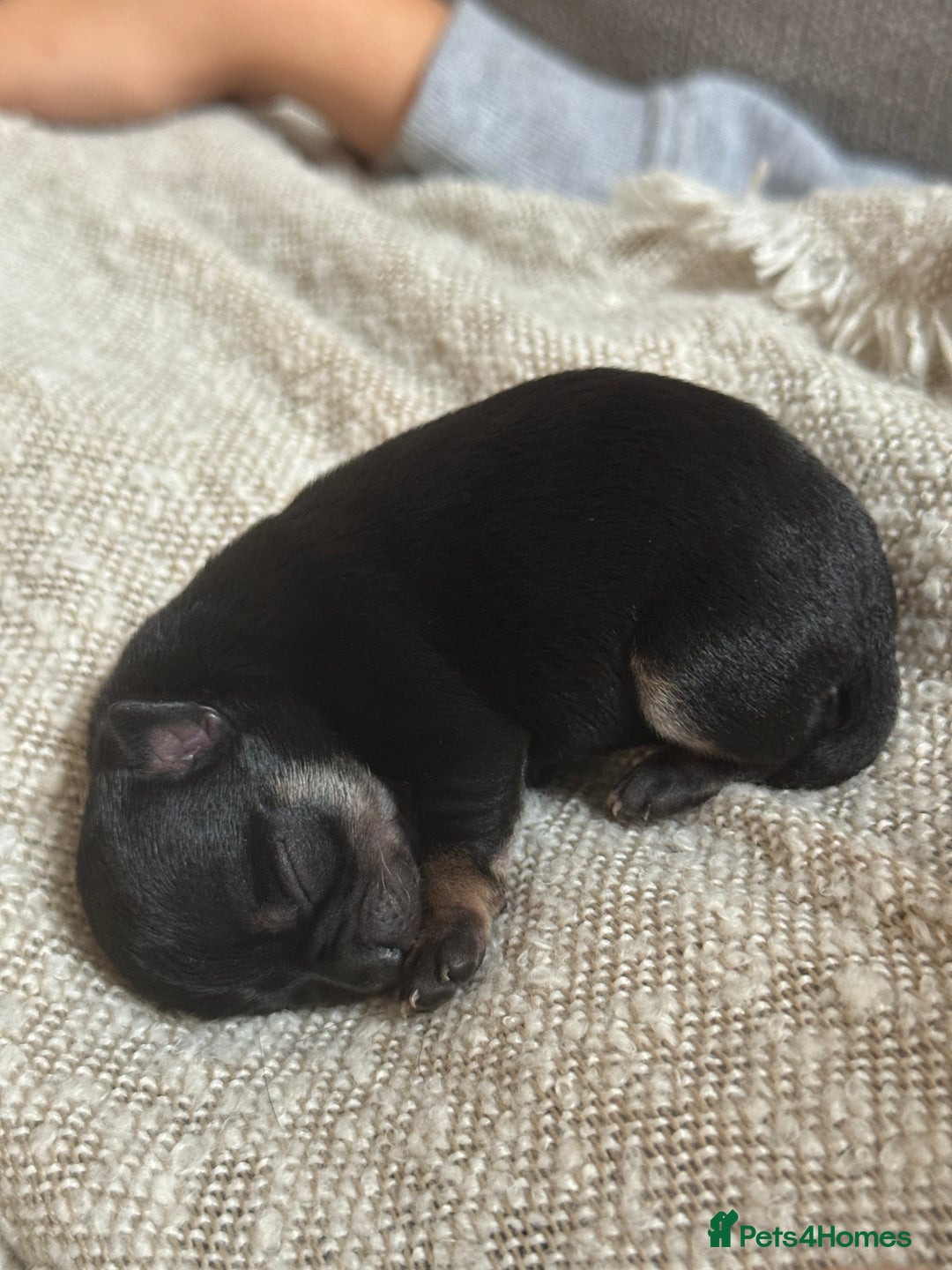 Chihuahua dogs for sale: Beautiful chihuahua Pups for sale  - Image 4
