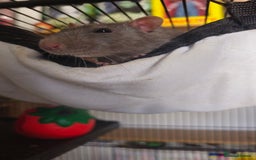 Rat rodents for sale: 4 male rats  - Image 4