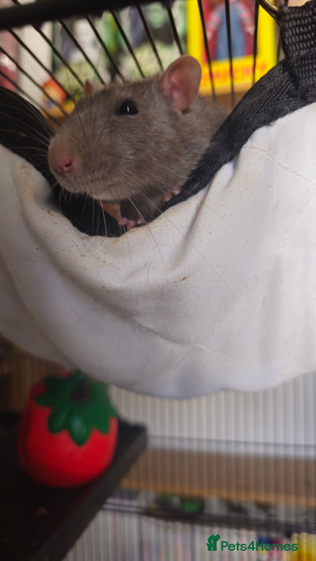 Rat rodents for sale: 4 male rats  - Image 4