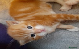 Domestic Shorthair cats for sale: 4 little fluff balls for sale adorable 💙💙 - Advert 9