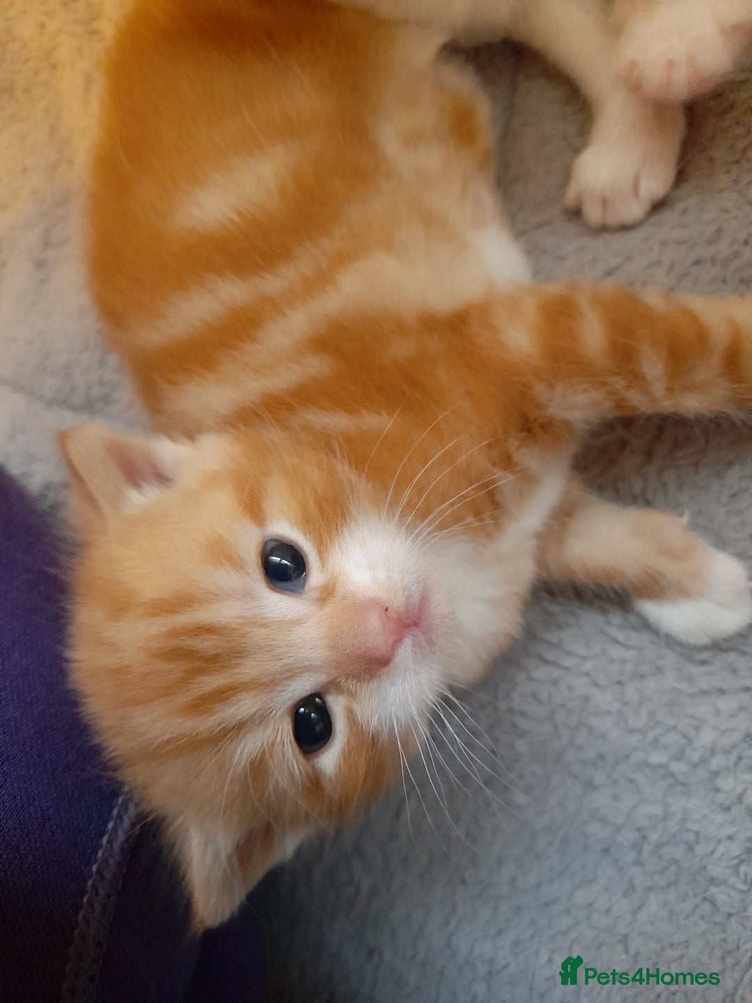 Domestic Shorthair cats for sale: 4 little fluff balls for sale adorable 💙💙 - Advert 9