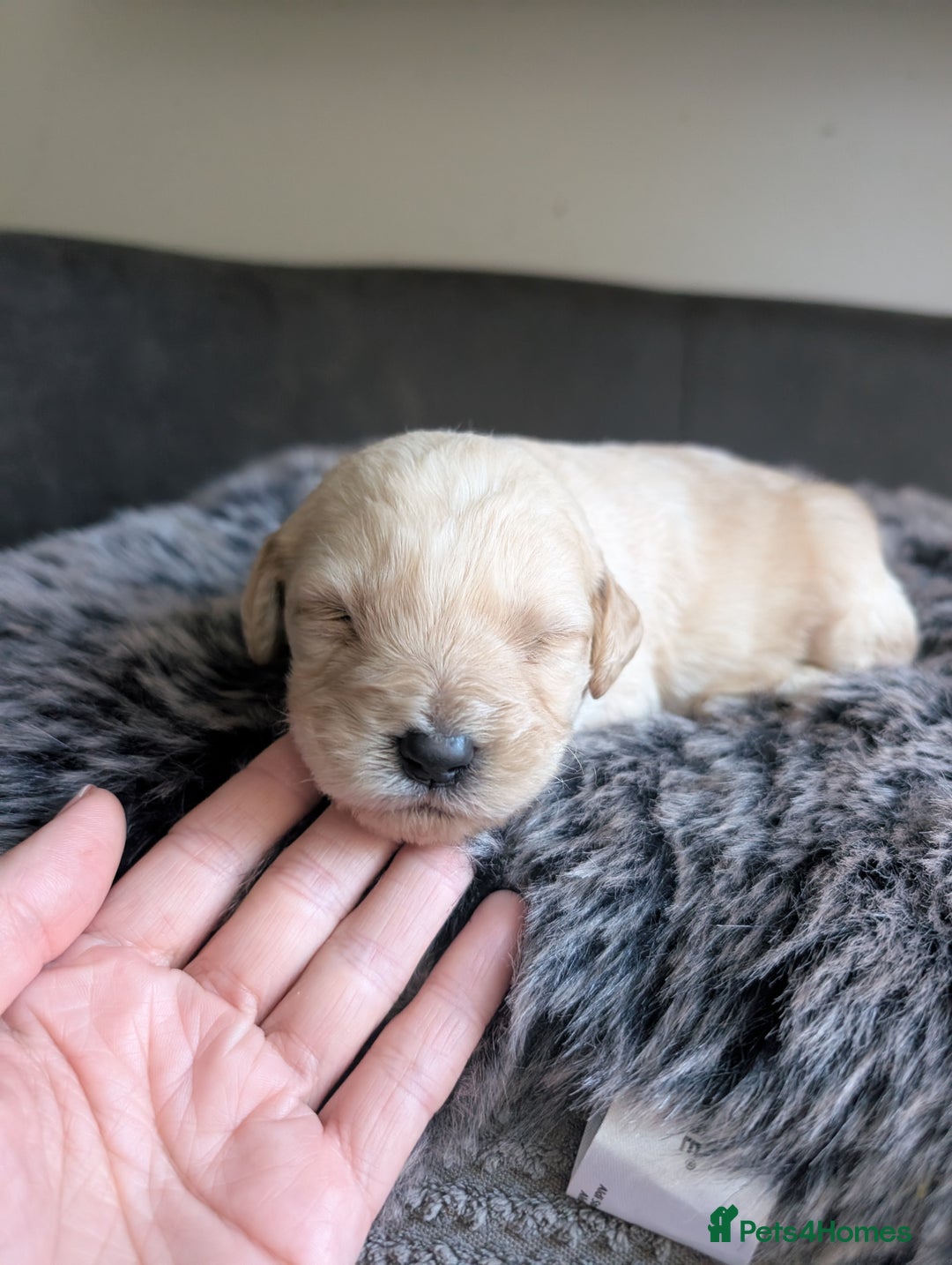 Labradoodle dogs for sale: F1 Labradoodle puppies  - Image 16