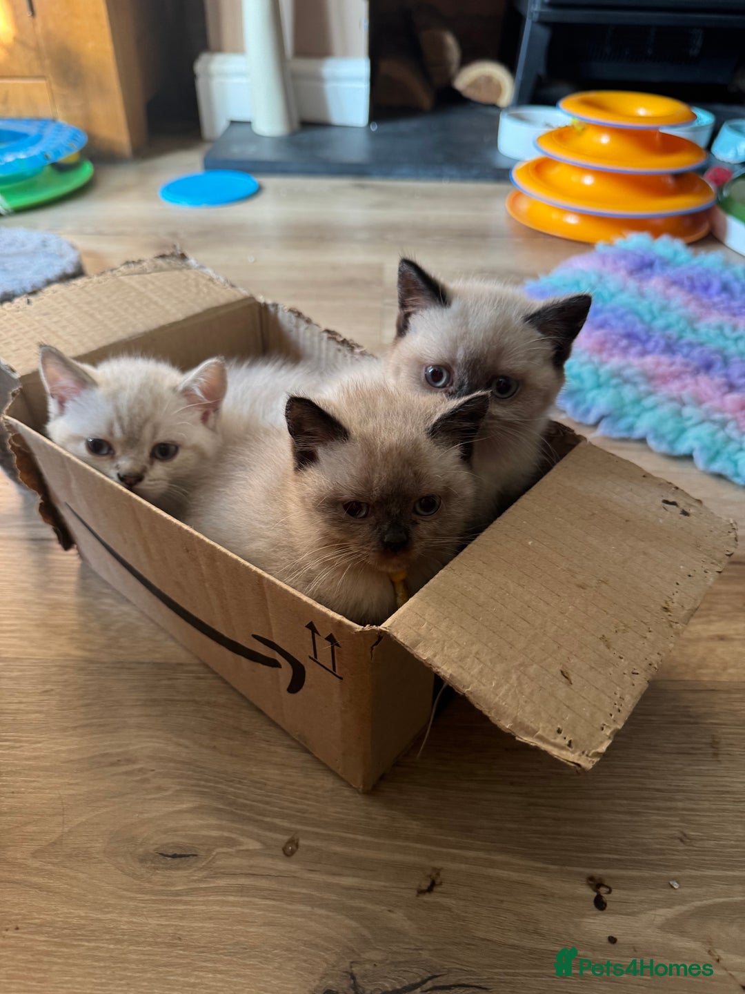 British Shorthair cats for sale:  British shorthair colourpoint pedigree kittens  - Image 2