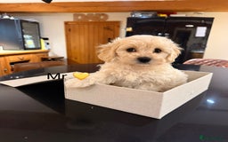 Maltipoo dogs for sale: Outstanding Maltipoo Puppies - Image 7