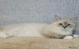 Ragdoll cats for sale: Stunning registered seal tabby ragdoll GC lines - Image 12