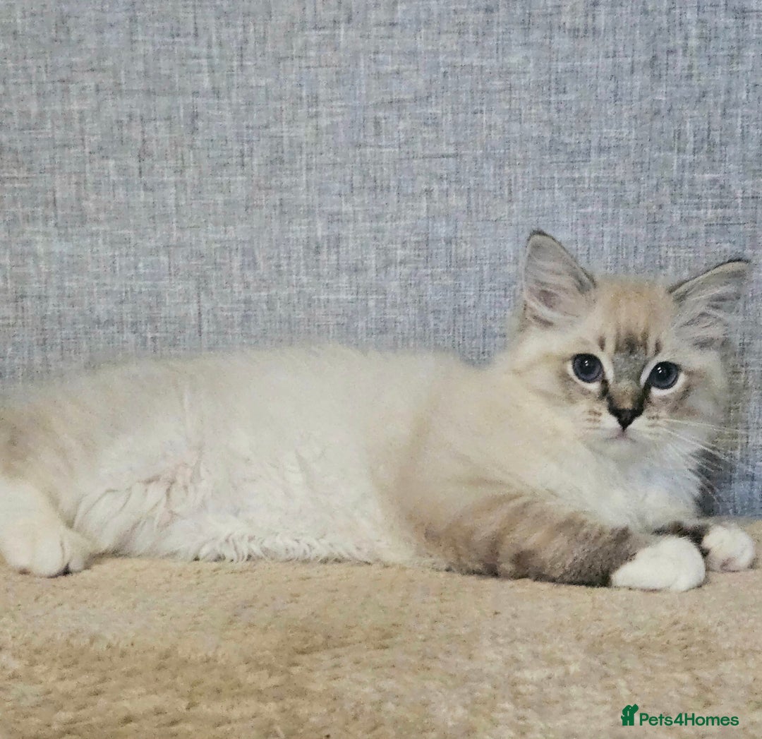 Ragdoll cats for sale: Stunning registered seal tabby ragdoll GC lines - Image 12