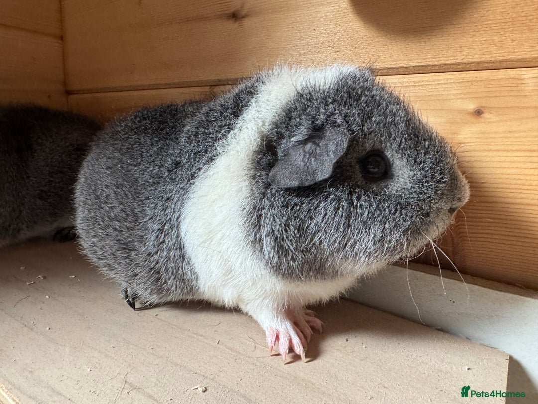Guinea Pig rodents for sale: Guinea pigs Rex, slate, tri colour funky - Advert 3