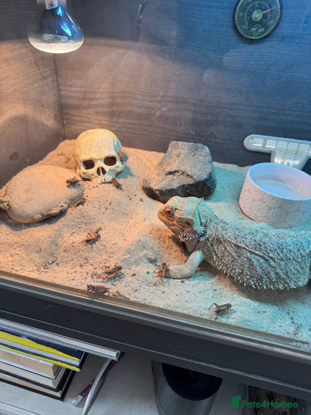 Bearded Dragon reptiles for sale: Bearded dragon with tank & all equipment  - Advert 1