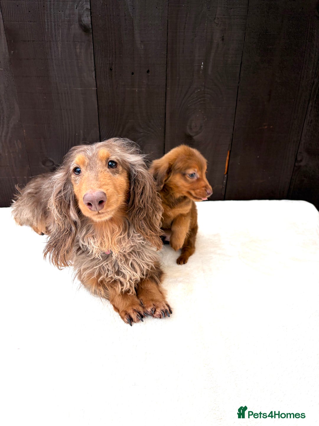 Miniature Dachshund dogs for sale: Dachshund puppy only 1 Boy still available  - Advert 20