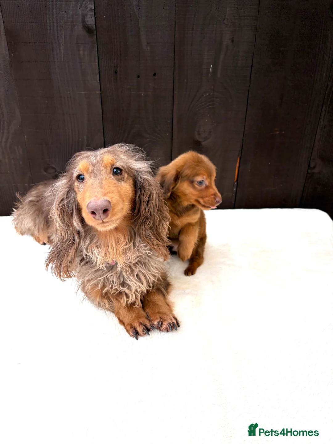 Miniature Dachshund dogs for sale: Dachshund puppy only 1 Boy still available  - Advert 20