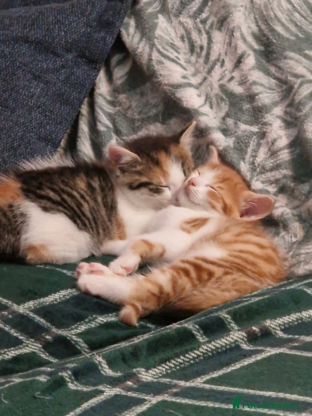 British Shorthair cats for sale: 2 Female kittens loookg for Forever home 🩷 - Image 1