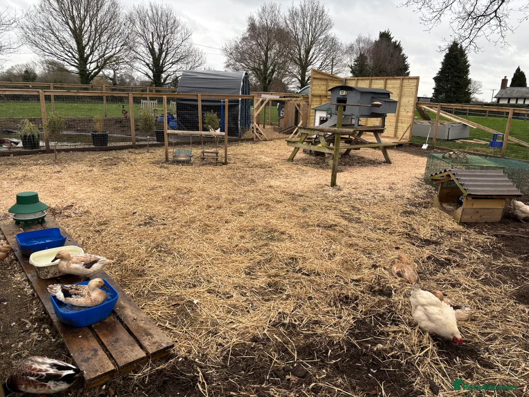 Ducks poultry for sale: Welsh harlequin breeding pairs  - Advert 7