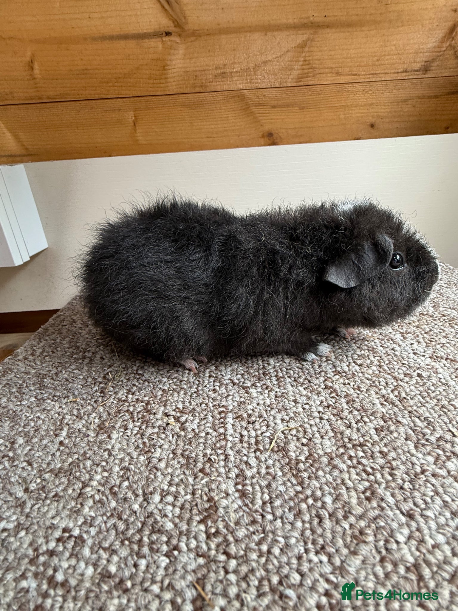 Guinea Pig rodents Teddy Boars - Advert 2