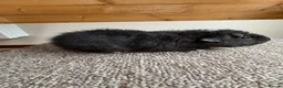 Guinea Pig rodents for sale: Teddy Boars - Advert 4