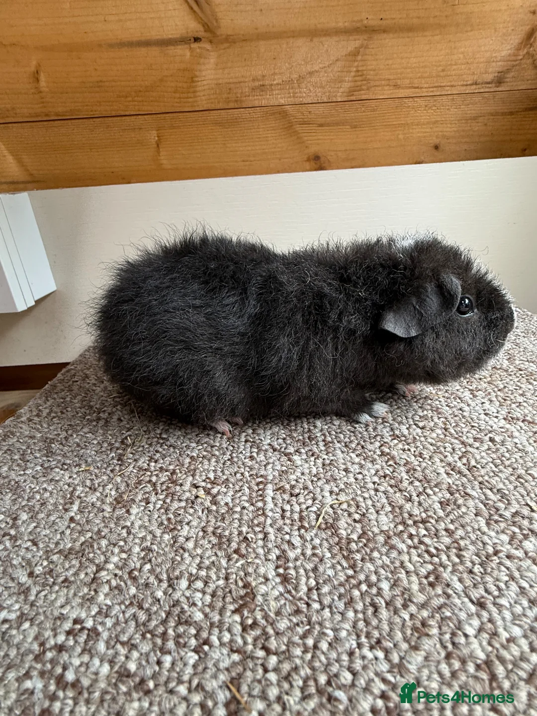 Guinea Pig rodents for sale: Teddy Boars - Advert 4