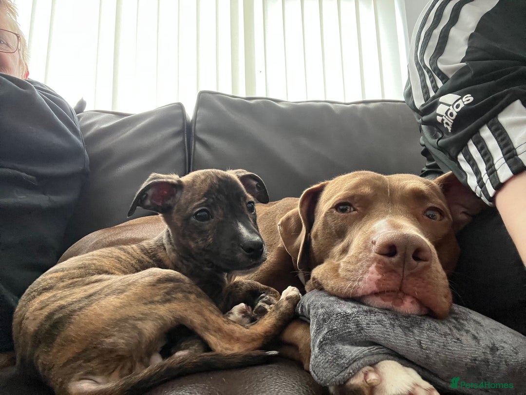 Mixed Breed dogs for sale: Staffy pups - Advert 7