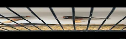 Finches birds for sale: Stunning mutation zebra finches  - Advert 6