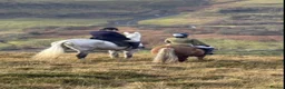 Irish Draught horses for sale: The ‘Hero’ We All Need  - Advert 11