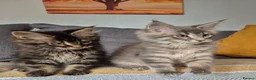 Maine Coon cats for sale: Maine coon kittens  - Advert 4