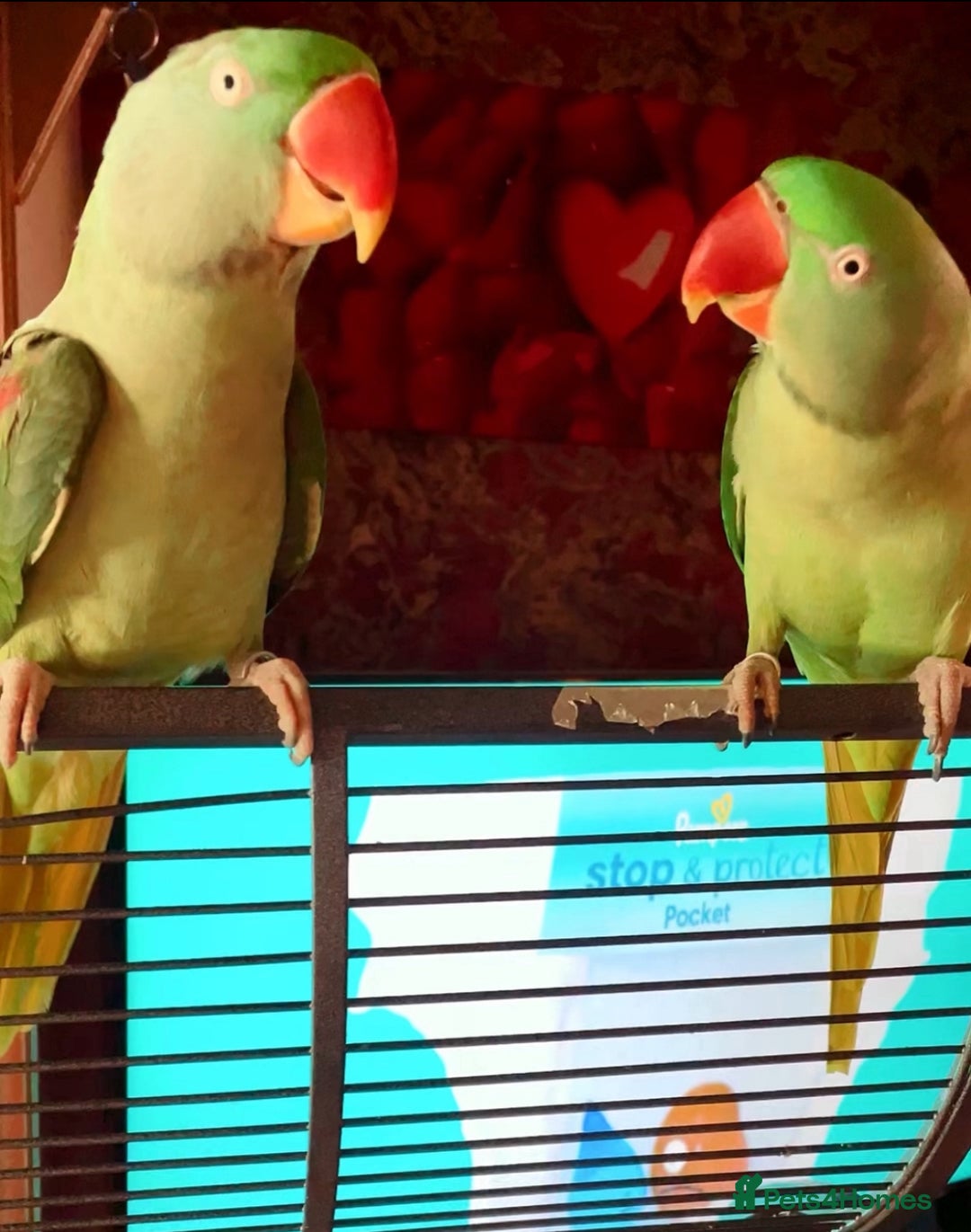 Parrots birds for sale: 2 Alexanderine parrots - Image 2