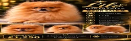 Pomeranian dogs for sale: 3,5 years old male Pom - Advert 2