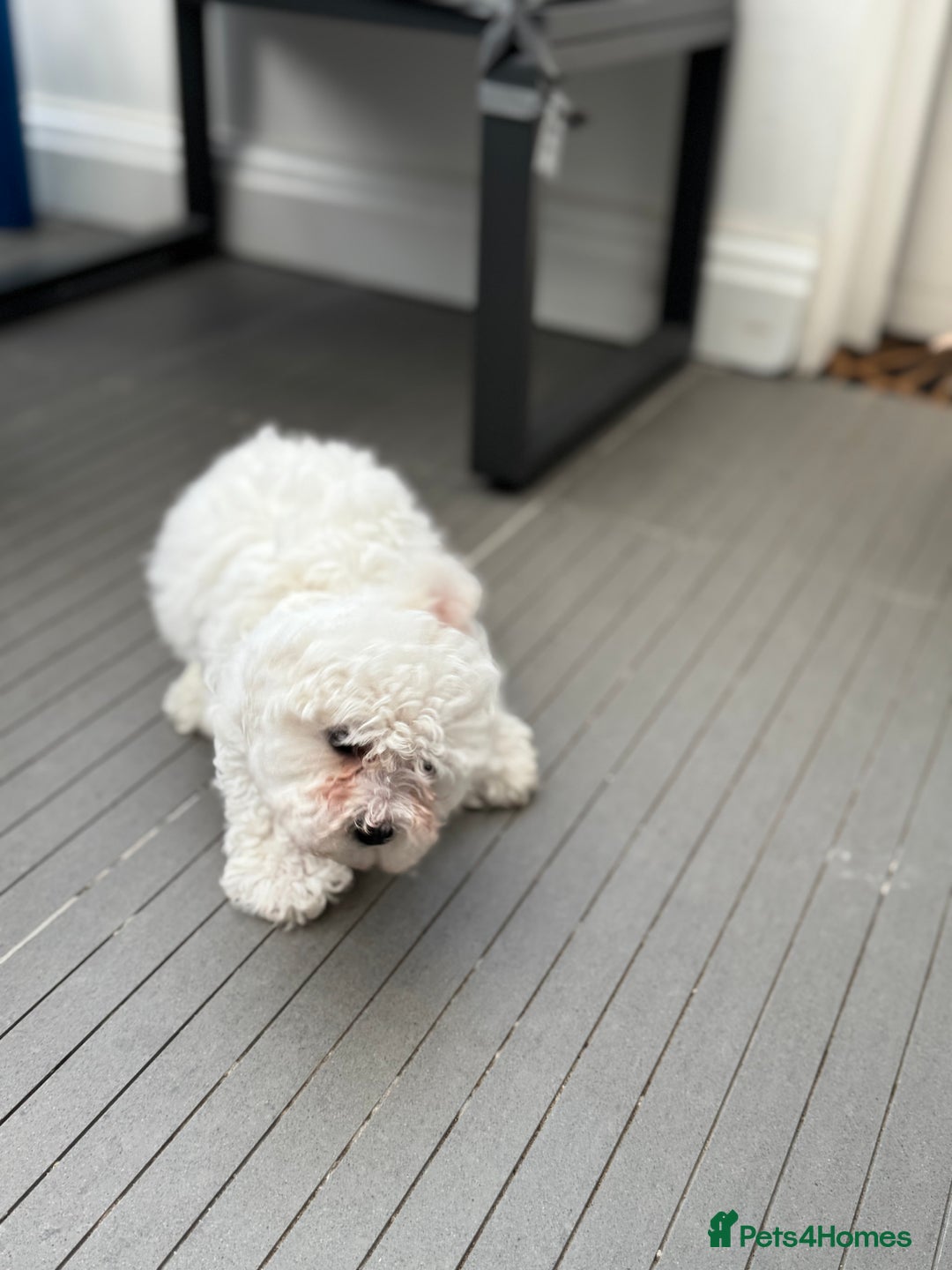 Maltese dogs for sale: Adorable Bichon Maltese Female Puppy - Advert 11