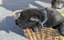 German Shepherd dogs for sale: Gorgeous Black German Shepherd Puppies. - Image 25