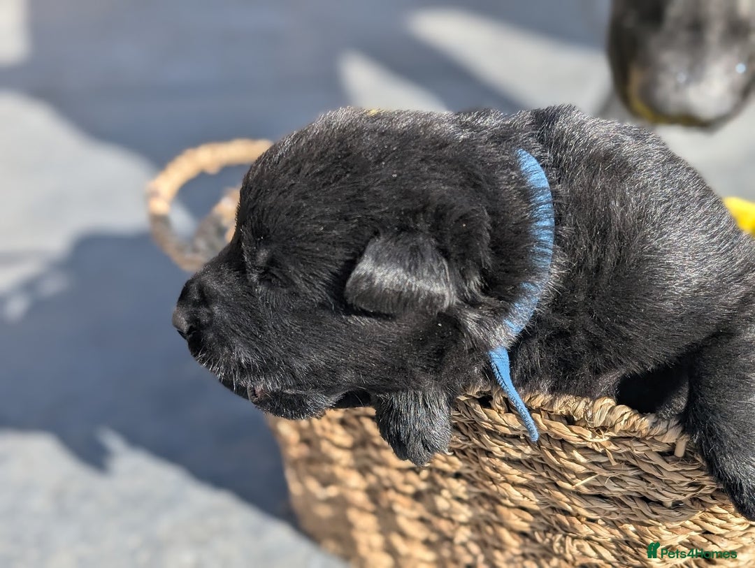 German Shepherd dogs for sale: Gorgeous Black German Shepherd Puppies. - Image 25