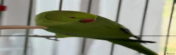 Ringnecks birds for sale:  Bonded Pair of Ringneck Parakeets - Advert 6