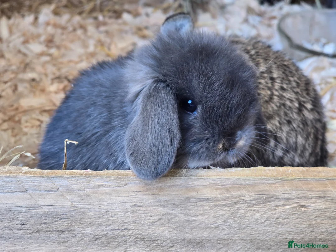 Mini Lop rabbits for sale: Baby lops  in Poole - Advert 2