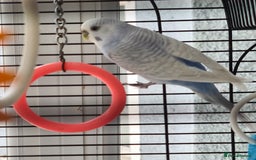 Budgerigars birds for sale: Pair of budgies with cage - Image 2