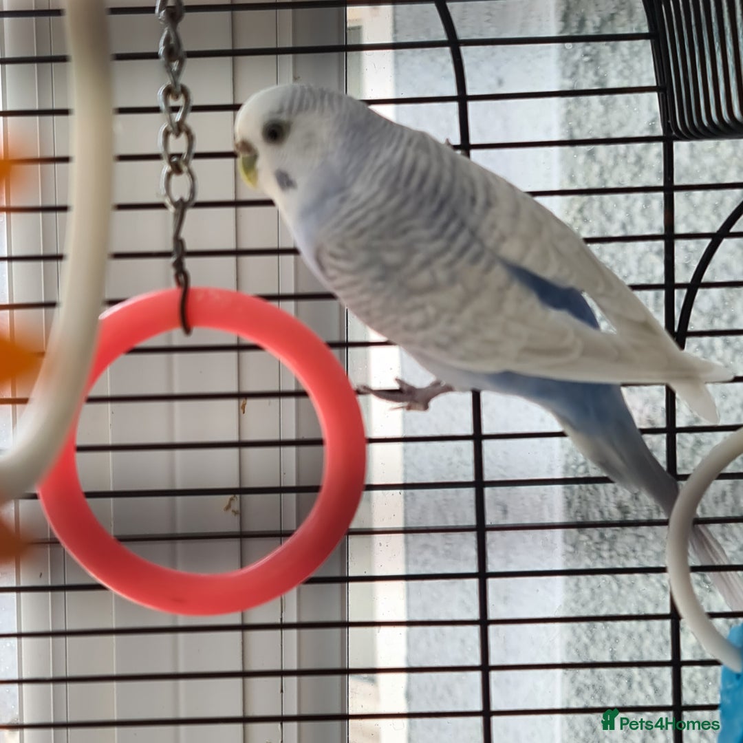 Budgerigars birds for sale: Pair of budgies with cage - Image 2