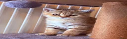 British Shorthair cats for sale: GCCF British Shorthair Golden Shell Girl  Pet Only - Advert 12