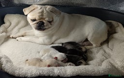 Pug dogs for sale: Stunning Male pug pups - Image 1