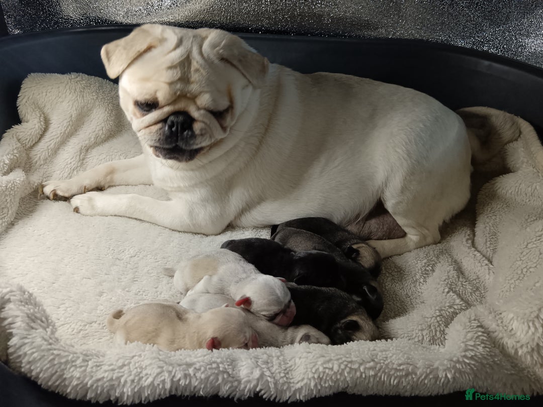 Pug dogs for sale: Stunning Male pug pups - Image 1