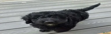 Cockapoo 1